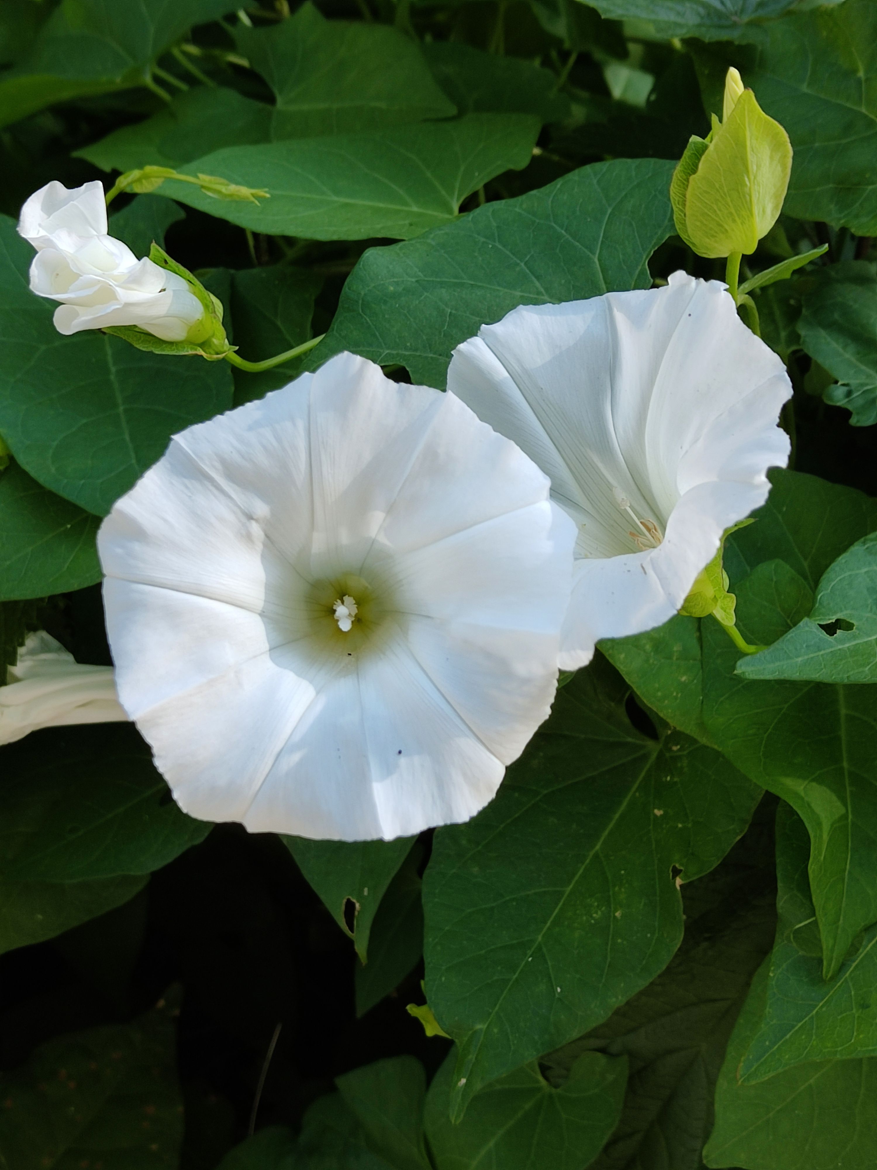 Close-up of blooming white hedge bindweed flowers surrounded by green leaves.