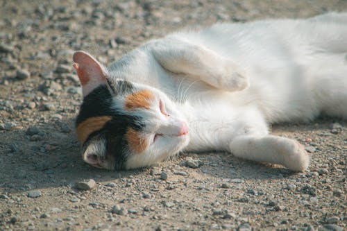 Fotobanka s bezplatnými fotkami na tému bicolor cat, biela a oranžová mačka, biela mačka