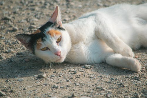 Безкоштовне стокове фото на тему «біколор кішка, білий і помаранчевий кіт, білий кіт»