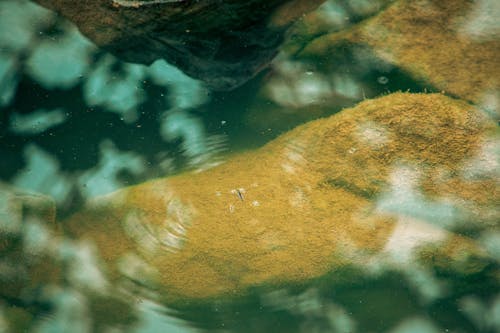 A small fish swimming in the water near some rocks