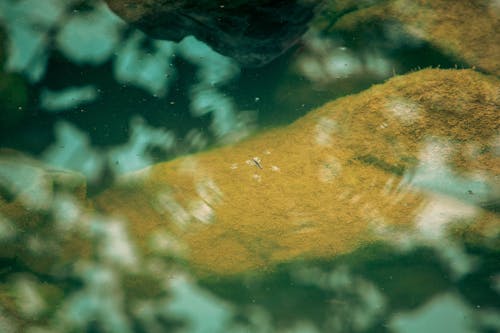 A close up of a rock in the water