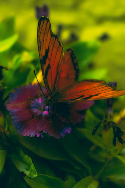 Δωρεάν στοκ φωτογραφιών με ζώα στη φύση, πεταλούδα