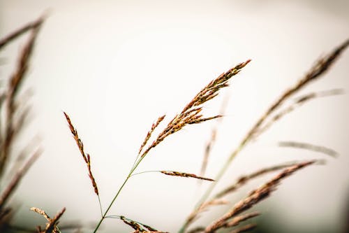 Безкоштовне стокове фото на тему «бур'ян, бур’яни, висока трава»