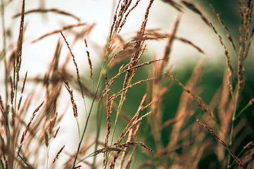 Безкоштовне стокове фото на тему «бур'ян, бур’яни, висока трава»