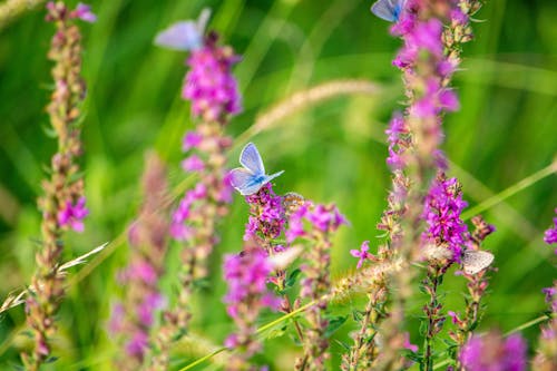 A small butterfly sitting on purple flowers