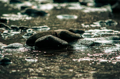 Безкоштовне стокове фото на тему «банк, брудну воду, великий камінь»