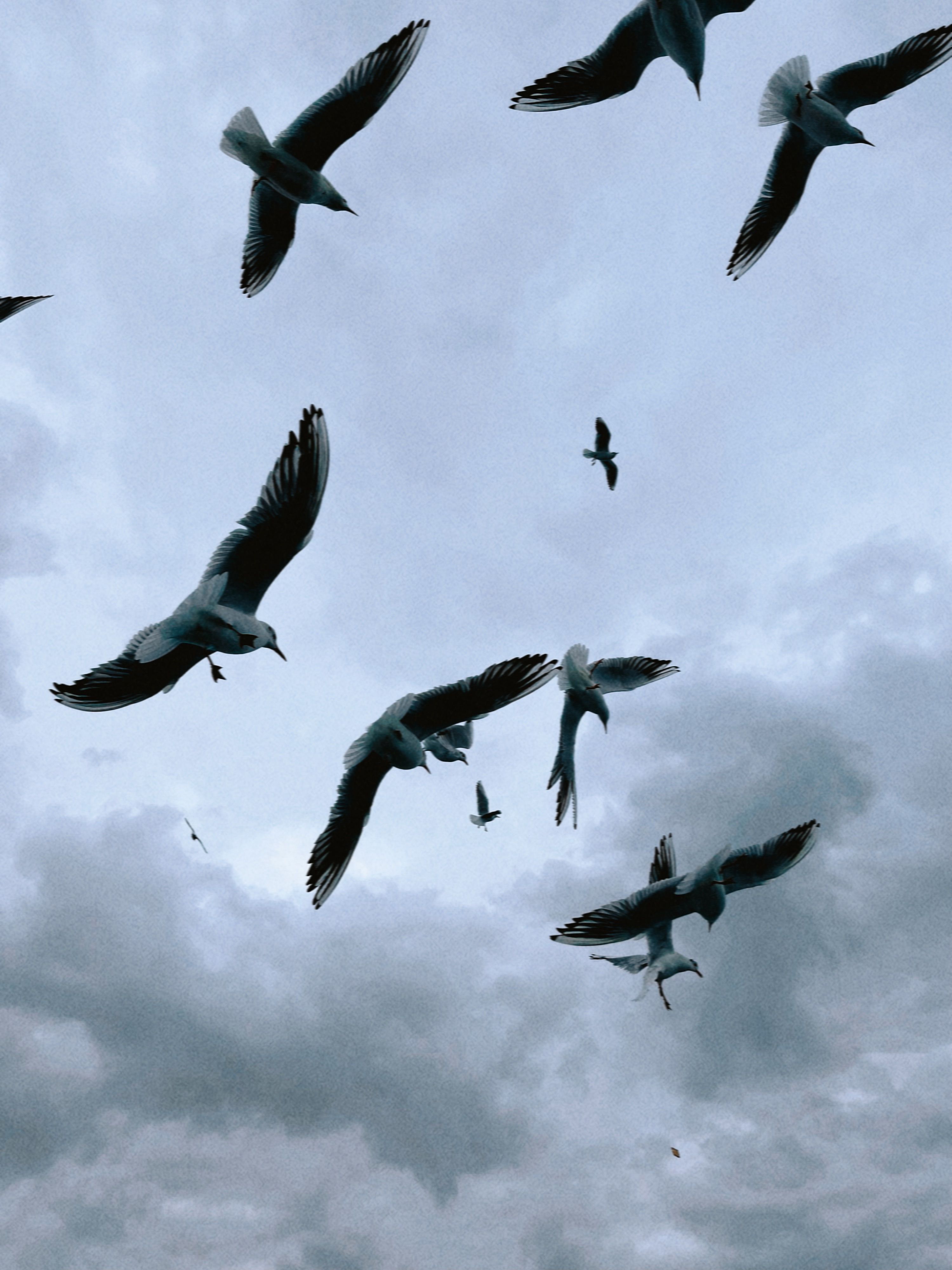 A flock of seagulls flying in the sky · Free Stock Photo