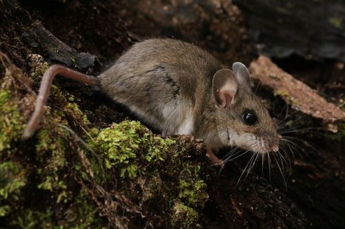 Free Capture of a wild mouse in its natural habitat, showcasing intricate details of forest ground. Stock Photo