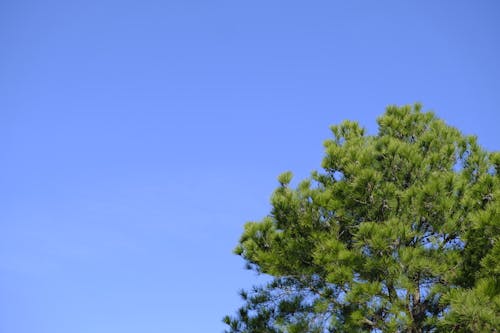 Darmowe zdjęcie z galerii z czyste błękitne niebo, czyste niebo, drzewo