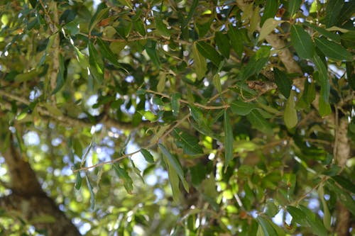 Darmowe zdjęcie z galerii z drzewo, gałązki, gałęzie