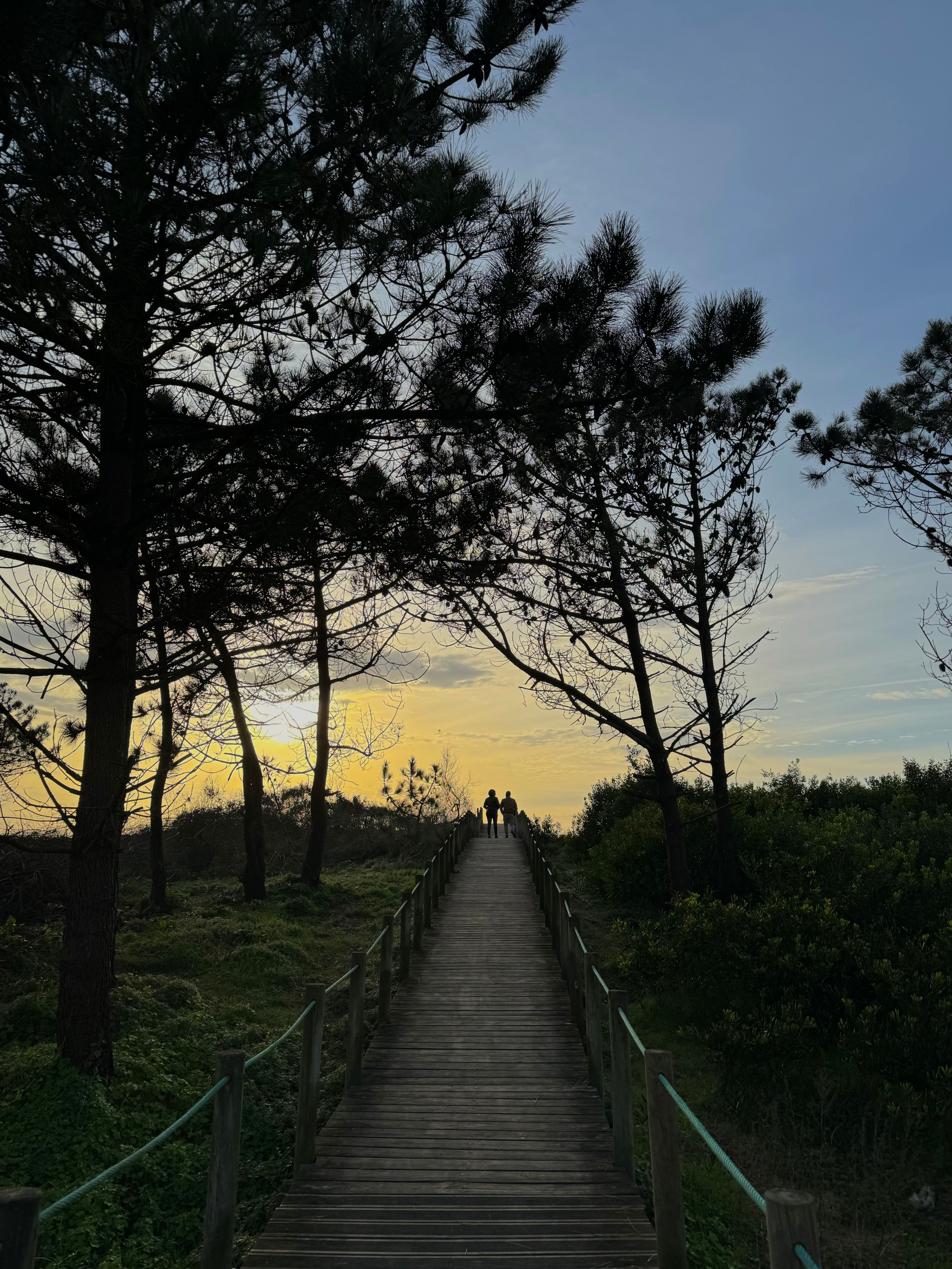 Fotomural Figuras en silueta caminando por un paseo en el bosque al atardecer.