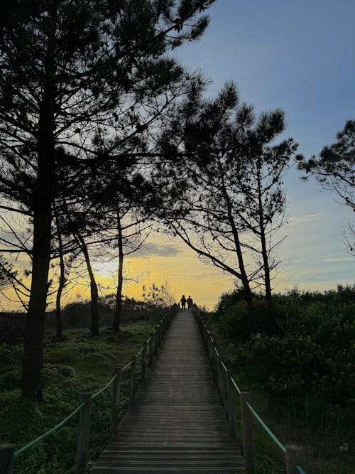 View of a Boardwalk between Trees at Sunset