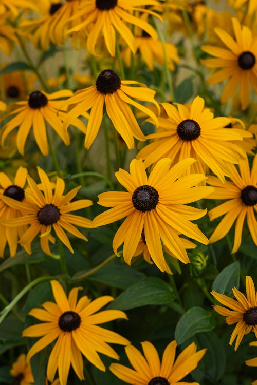 Foto profissional grátis de amarelo, flores, foco seletivo