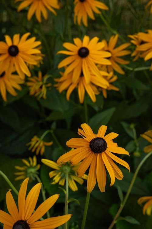 Close-up of Orange Coneflowers