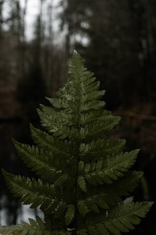 Foto stok gratis daun, flora, hutan