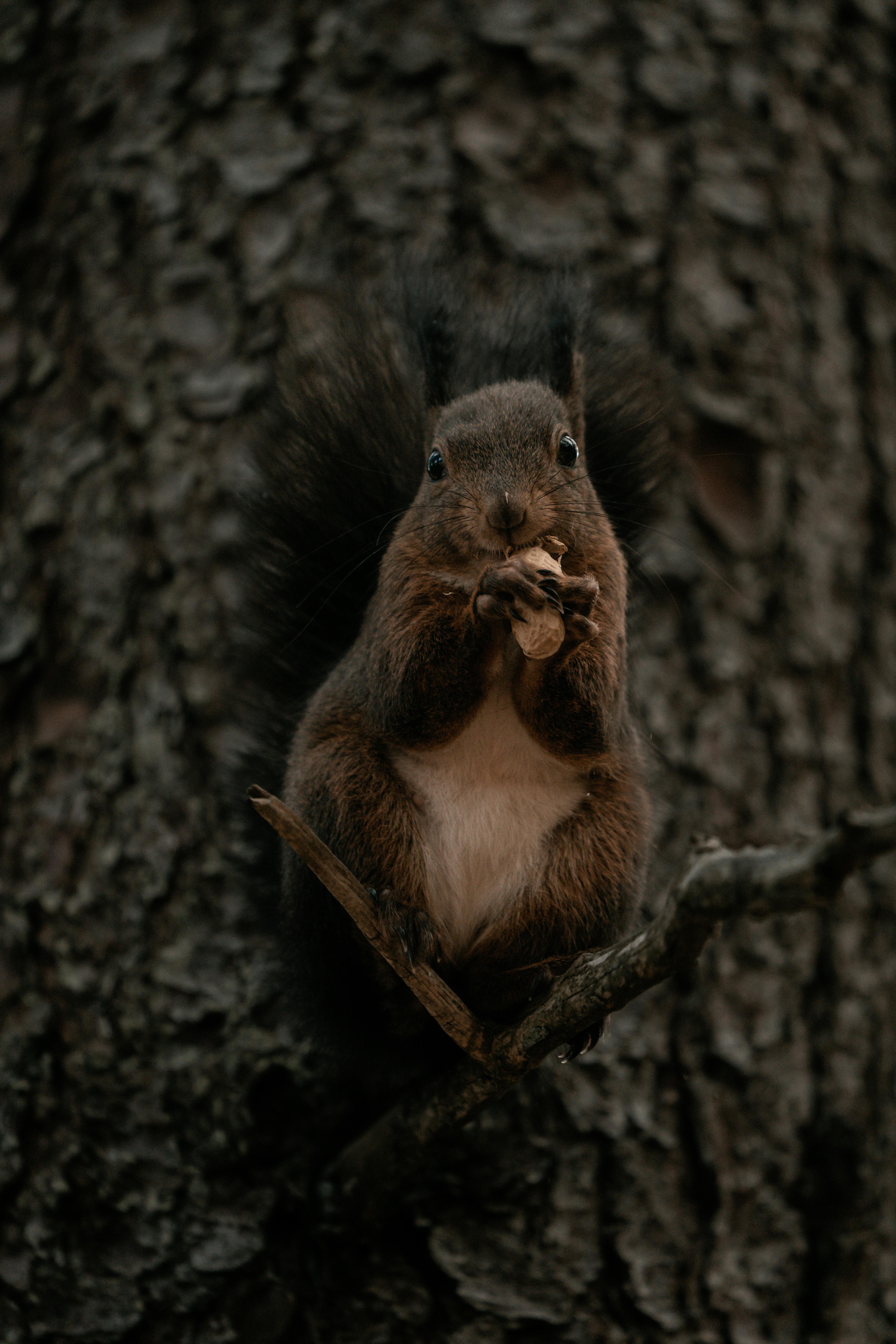 Brown squirrel perched on a tree branch, eating a nut in a natural setting.