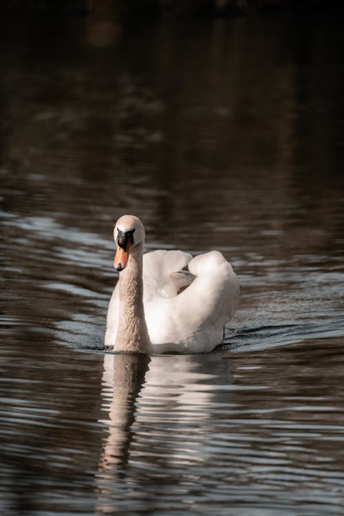 Close-up of a Swan Swimming in a Body of Water