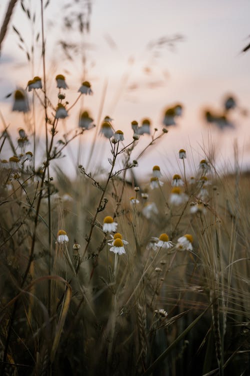 Close-up of Delicate White Wildflowers on a Meadow at Sunset