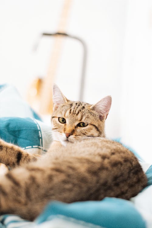 Free A Domestic Cat Lying on the Bed  Stock Photo