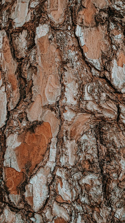 Foto d'estoc gratuïta de arbre marró, el rerefons, fons de l'arbre