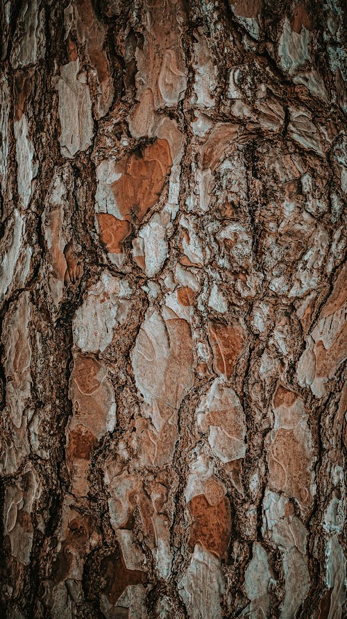 Close-up of a Tree Trunk 