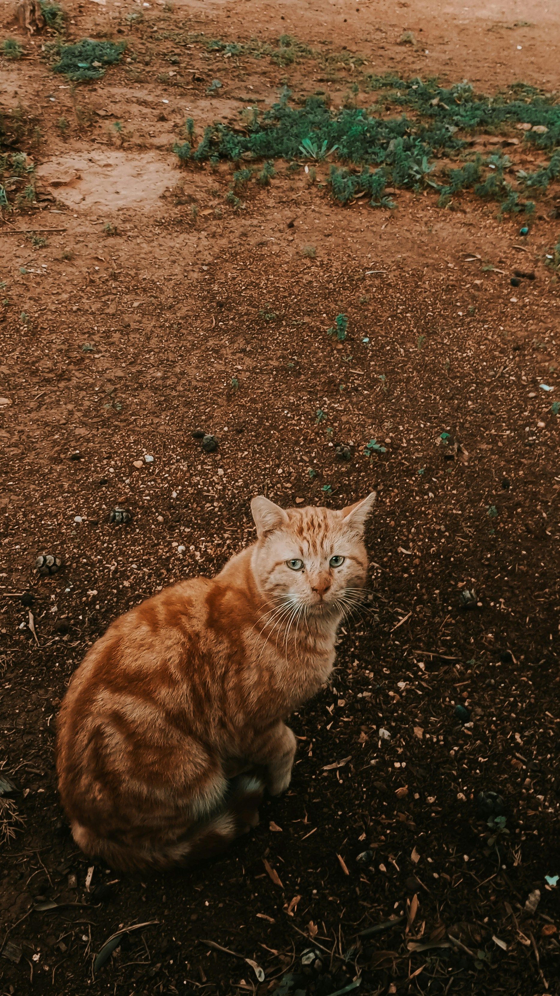 A ginger tabby cat sitting on the earthy ground, showcasing its natural beauty in an outdoor setting.