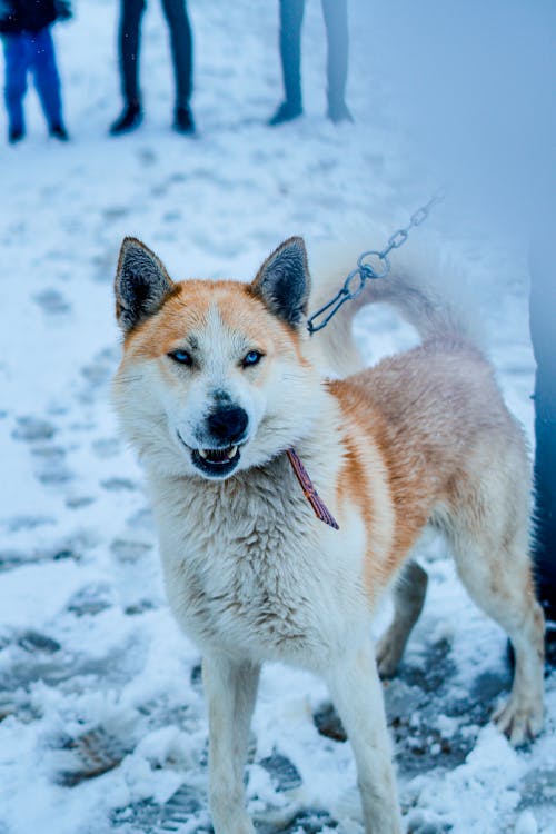 エスキモー犬, コールド, セレクティブフォーカスの無料の写真素材