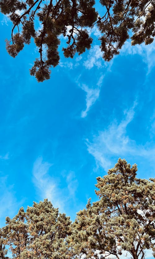 Foto d'estoc gratuïta de a l'aire lliure, admirar, arbres