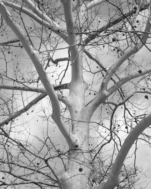ağaç, çıplak, dallar içeren Ücretsiz stok fotoğraf