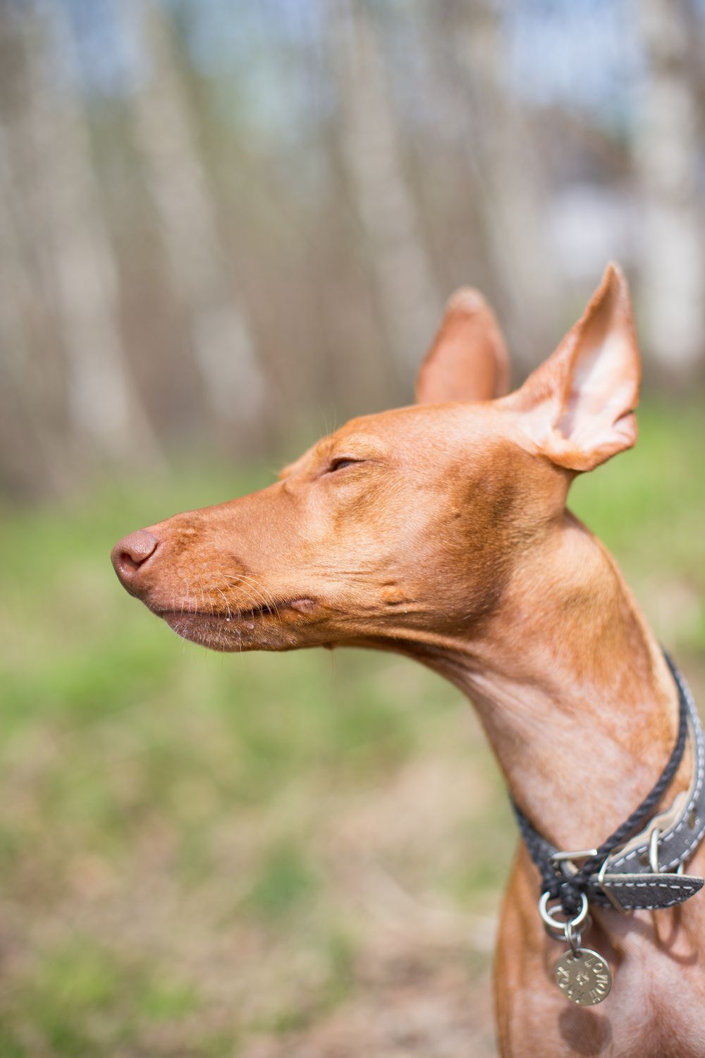 Pharaoh Hound, photo 3
