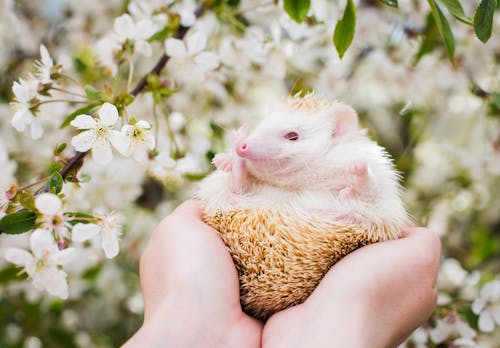 Hands Holding Hedgehog Hoglet