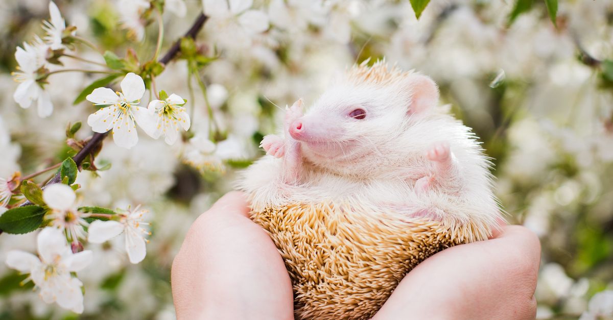 Hedgehog Cheap exotic pets: a person gently holding a pale baby hedgehog in cupped hands