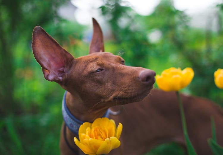 Dog Among Flowers