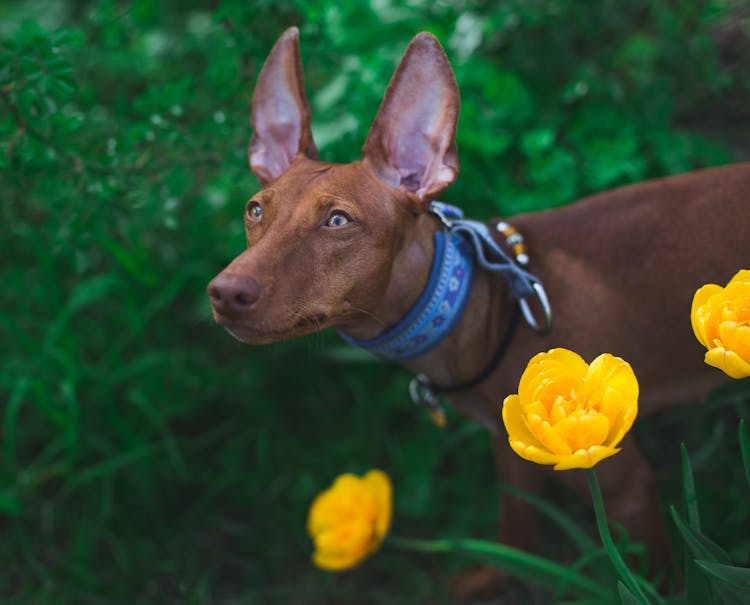 Close Up Of Dog And Flowers