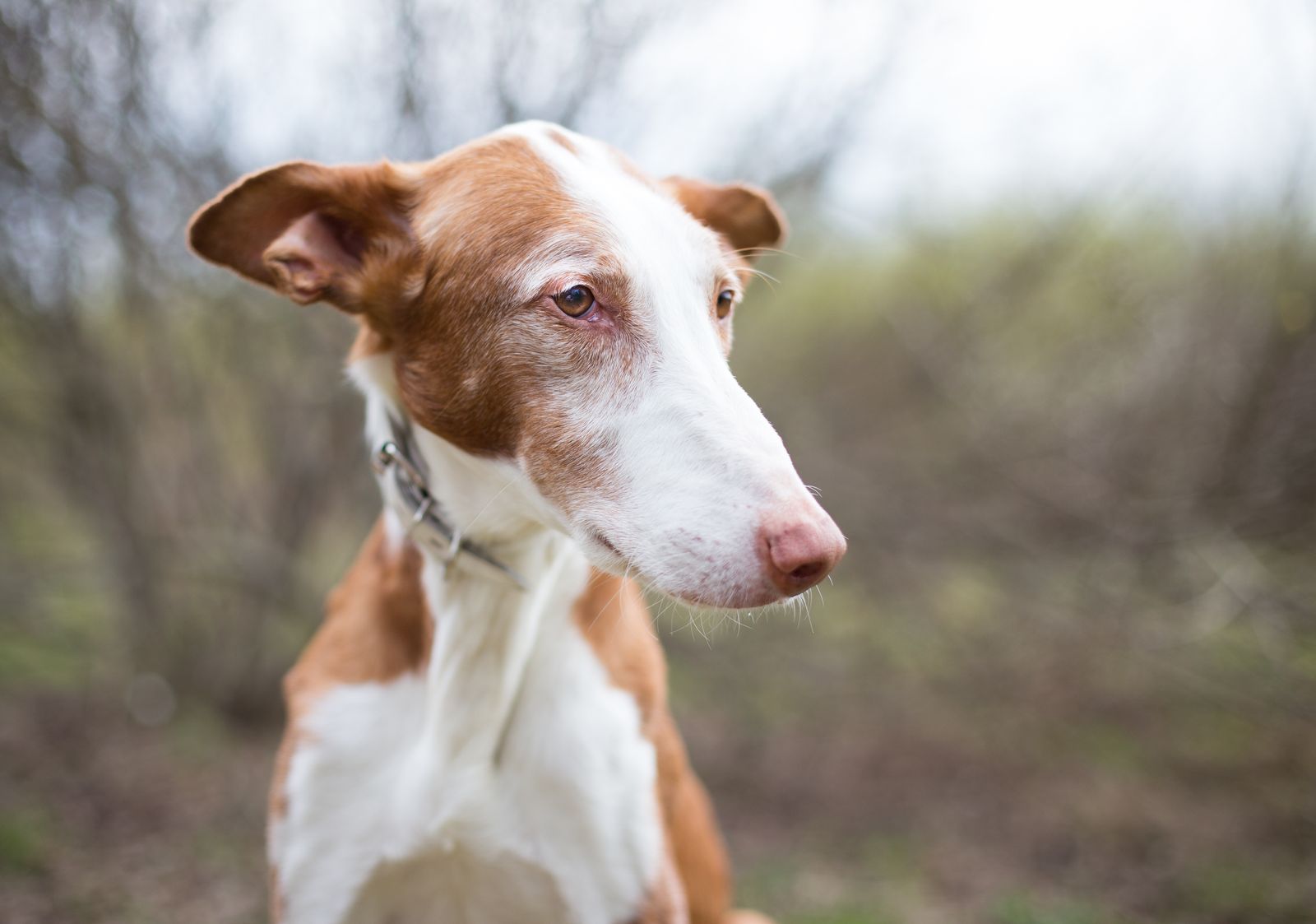 A brown and white dog wearing a collar against a softly blurred natural background