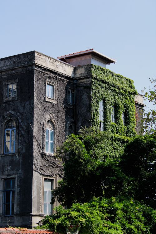 Free A vintage building covered with ivy under a clear blue sky, showcasing classic architecture. Stock Photo