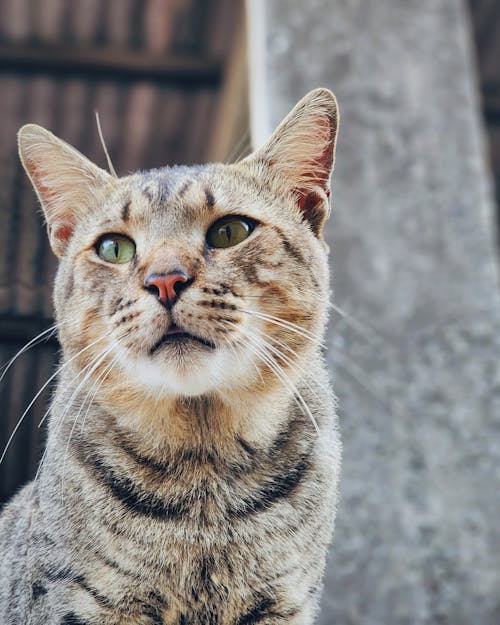 Close up of a Cat Sitting