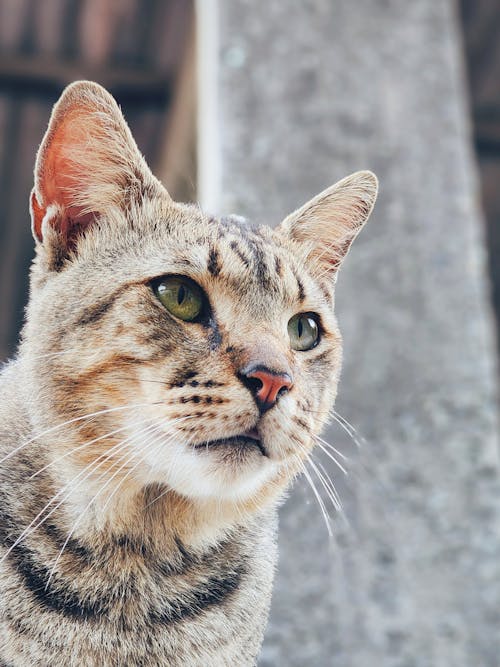 Close up of a Cat