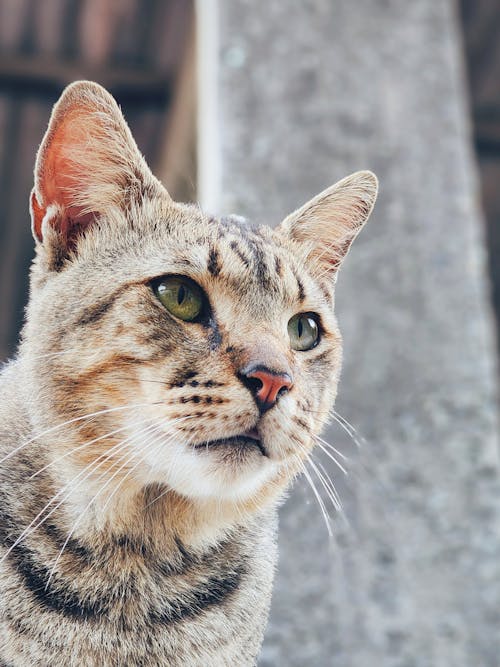 Imagine de stoc gratuită din a închide, animal de casă, cap