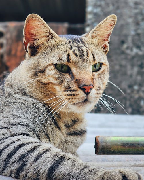 Portrait of Cat