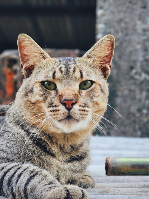 Tabby Cat Head