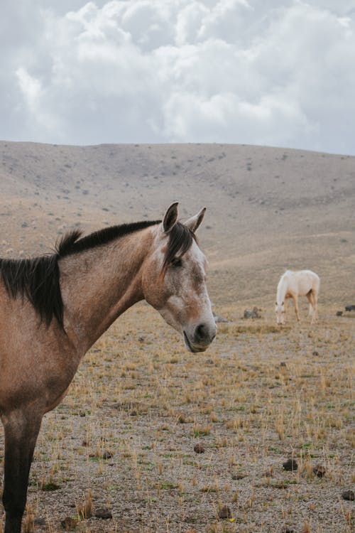 Foto d'estoc gratuïta de cavalls, fotografia d'animals, fotografia de la vida salvatge