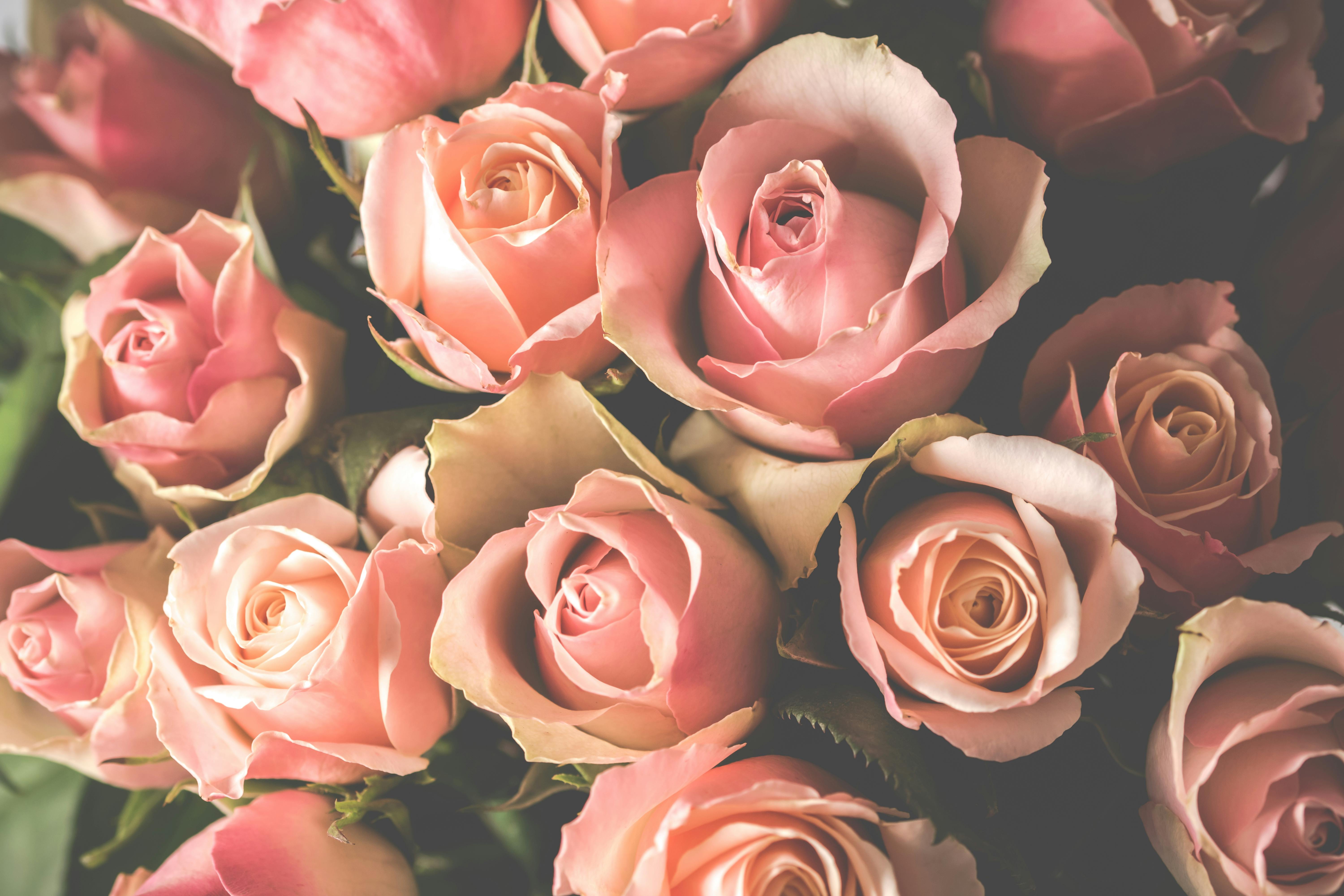 Foto Stok Gratis Tentang Berwarna Merah Muda Bunga Bunga Dasar