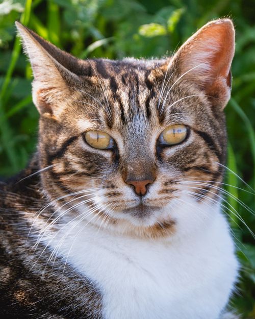 Free A detailed close-up of a tabby cat with yellow eyes sitting in sunny grass. Stock Photo