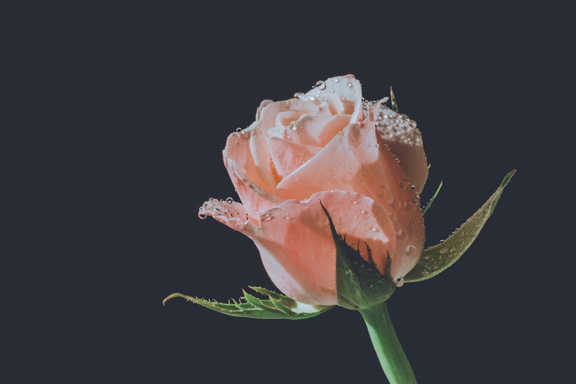 Free Pink Rose Stock Photo