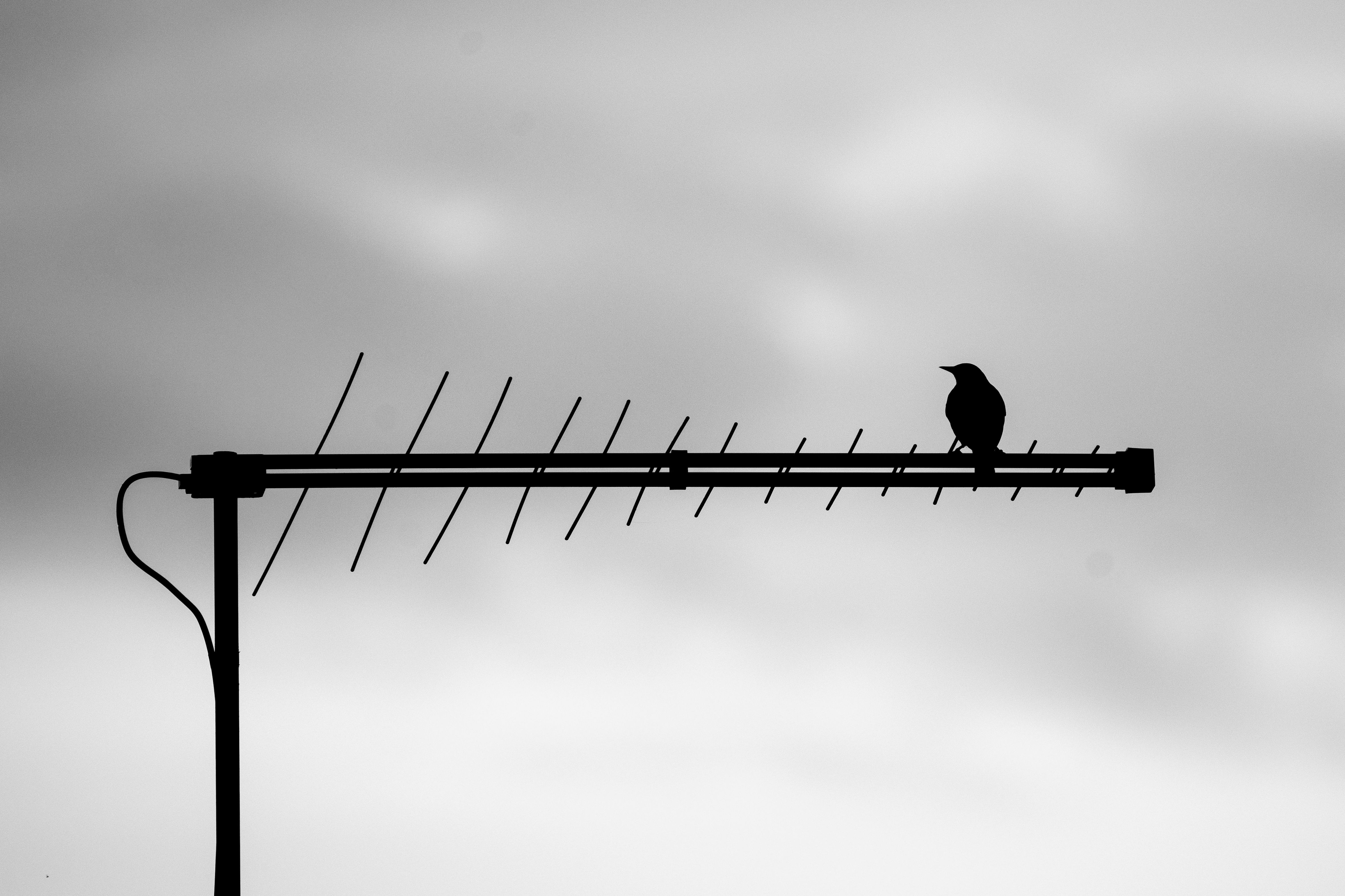 Bird on Lightning Rod · Free Stock Photo