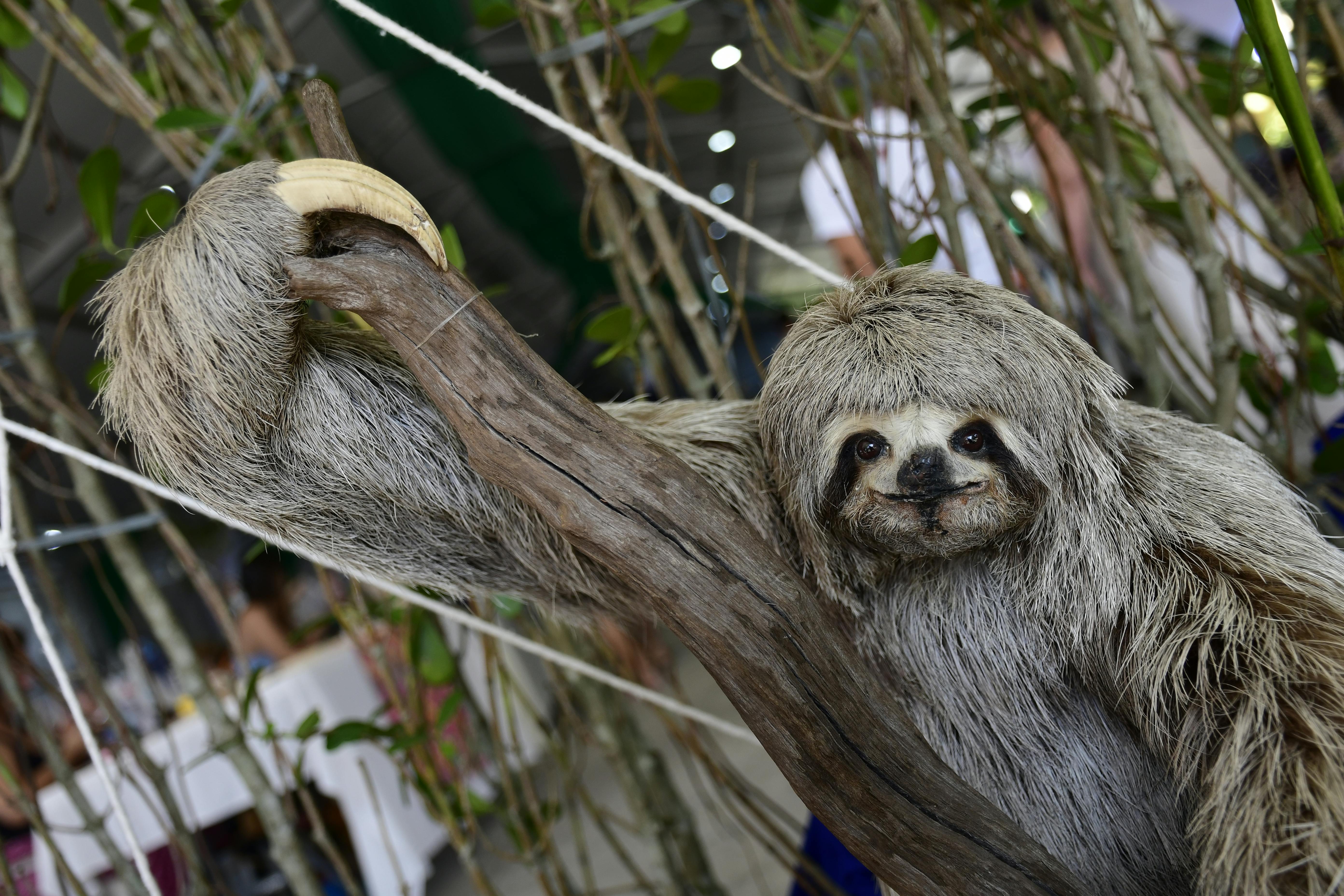 Charming close-up of a three-toed sloth hanging on a branch in a tropical setting.
