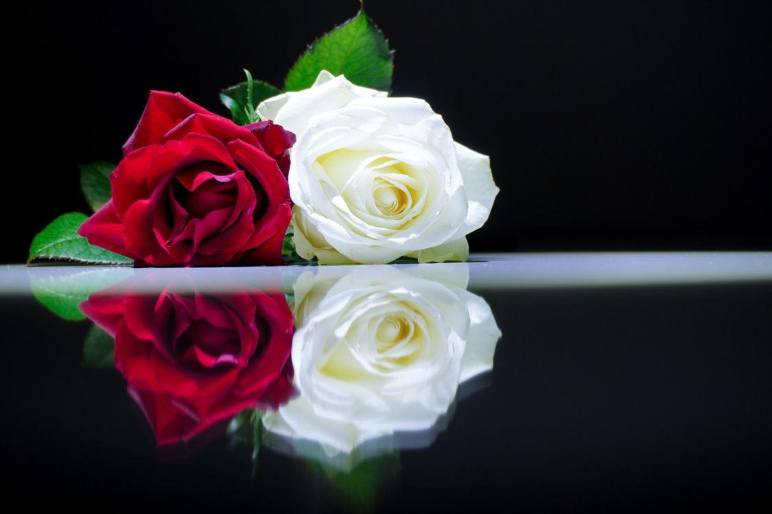 Red and White Roses · Free Stock Photo
