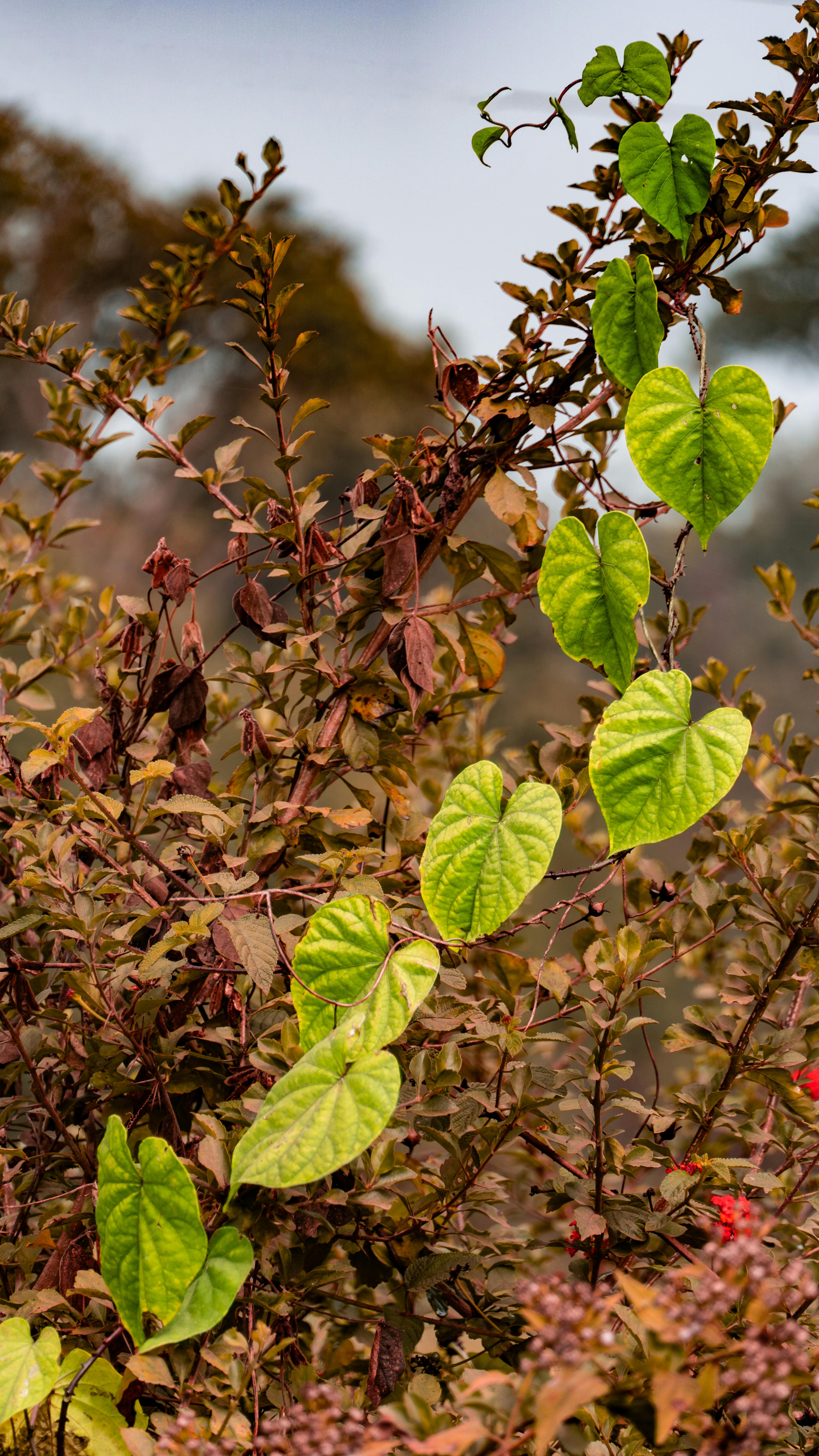 green leaves on a tree branch