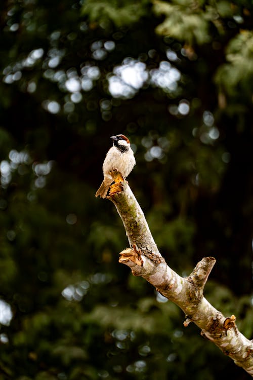 A bird is perched on a branch in front of a tree